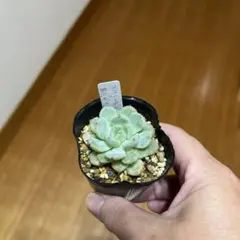 ホーリンゼ自家×ザラゴーサspノバ 多肉植物 - メルカリ