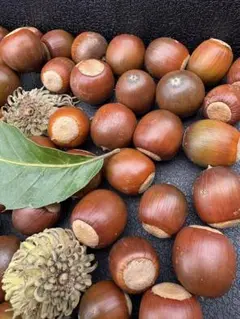 本日落ちたて　クヌギ　どんぐり　葉　帽子　大量　セット