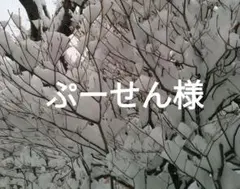 ぷーせん様