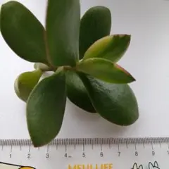 MAKO2様 リクエスト 2点 まとめ商品