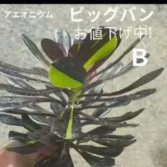 多肉植物・ビッグバン カット苗 やや大苗 美品 - メルカリ