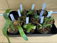 希少ビカクシダ9種まとめ売りのサムネイル