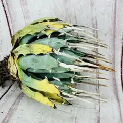 2026年最新】エボリスピナ 現地の人気アイテム - メルカリ