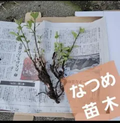 なつめ 苗木(ナツメ、棗)　果樹　No.16のサムネイル