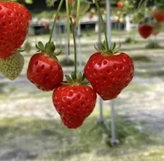 peko0823様　専用