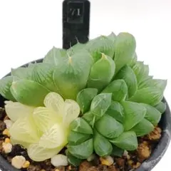 71.オブツーサ錦 抜き苗 多肉植物のサムネイル