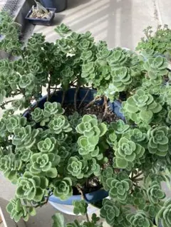 アロマティカス(カット苗4本)