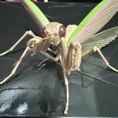 いきもの大図鑑　カマキリ(褐色)