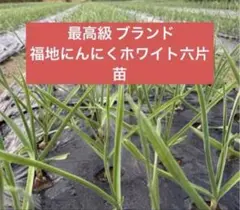 【送料無料】 2025年産 無農薬 バラニンニク 10kg ニンニク 10キロ 送料無料!! 2025年産 無農薬 バラニンニク 1kg ニンニク 1キロの通販