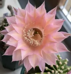 雲羽 新品種 花サボテンエキノプシス属 大輪咲き12-15cm カキコ 傷あり