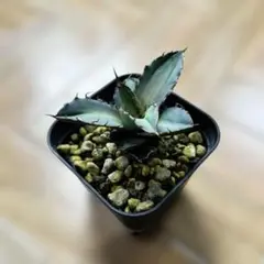 2026年最新】lize産 アガベの人気アイテム - メルカリ