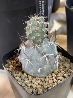 特太刺マジョール カキコ - メルカリ