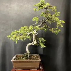 大特価◉小品盆栽　杜松　極上品　幹の曲美しい樹形が超魅力！ 小品盆栽 杜松模様木 | 大和盆樹園