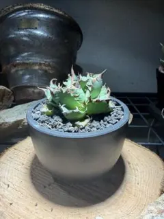 2026年最新】チタノタ 姫厳竜の人気アイテム - メルカリ