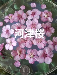2026年最新】河津桜ドライフラワーの人気アイテム - メルカリ