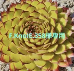 センペルビウム F.KnoIE.358様専用