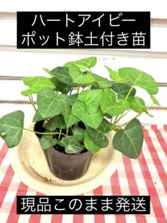 ハートアイビー　ポット鉢土付き苗　お届け後このまま飾れます　観葉植物　つる性のサムネイル