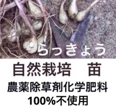 2026年最新】エシャロット 苗の人気アイテム - メルカリ