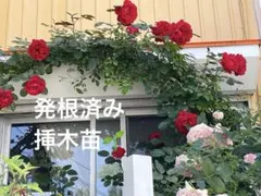 薔薇フロレンティーナ発根済み苗のサムネイル