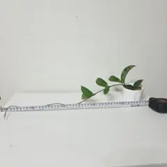 호야 카르노사 그린