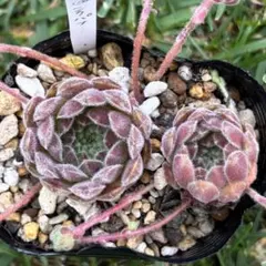 Tarantula' Sempervivum - メルカリ