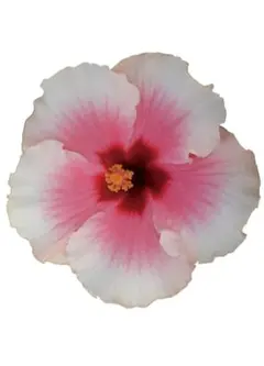 カトリーヌ様 リクエスト 2点 まとめ商品