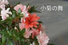 2026年最新】盆栽皐月の人気アイテム - メルカリ