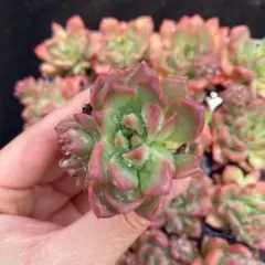 D0108　マッコス　16苗　多肉植物　土と根付き エケベリア 韓国苗のサムネイル
