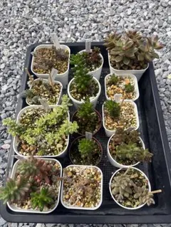 多肉植物まとめ売り　オーロラ　レッドベリー　ブロンズ姫　姫秀麗　セダム　小松緑