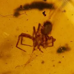 LA566虫入り琥珀化石 ミャンマー カムティかタナイ産 9900万年前