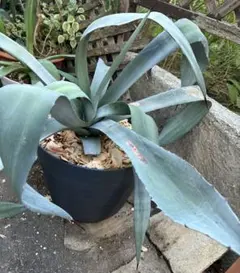 値下げ中 アガベ#アメリカーノ#サボテン#寄せ植えセット - メルカリ