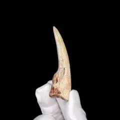 ​【超希少・特大80cm】ノコギリギス 吻 剥製 ブラジル ノコギリザメ 天然物 超希少・特大80cm】ノコギリギス 吻 剥製 ブラジル ノコギリザメ 天然