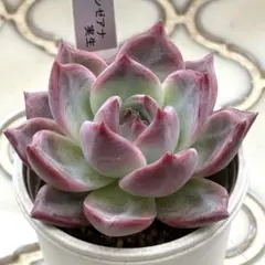 2025年最新】リンゼアナの人気アイテム - メルカリ