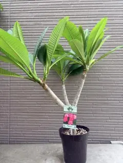Jungle Jack's プルメリア ♡ブリザード♡ 4号 鉢ごと 匿名配送