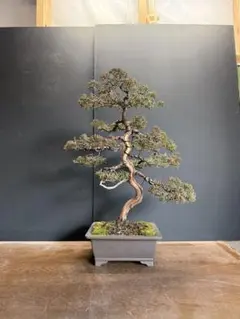 2026年最新】真柏盆栽の人気アイテム - メルカリ