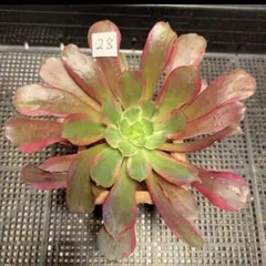 29#観葉植物アエオニウム錦❤️フェニックフレイム錦❤️1大頭7子芽11cm拔き苗 29#観葉植物アエオニウム錦❤️フェニックフレイム錦❤️1大頭7子芽