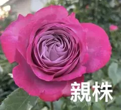 バラ苗 強香 超強健 四季咲き - メルカリ