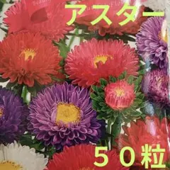 アスター 宴 花の種 鮮やか 見映えのする紅、桃、紫、白など多彩な花色混合 ⑨