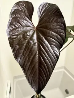 2025年最新】アンスリウム ロムズレッドの人気アイテム - メルカリ