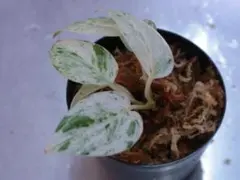 くぅ様 リクエスト 3点 まとめ商品