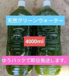 天然グリーンウォーター　4000ml　青水　針子育成　メダカ飼育のサムネイル
