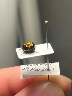 特大ペア】幻のクワガタマルカメムシ 標本とんでもない甲虫 BRUTUS珍奇