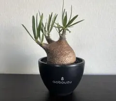 【新品未使用】aobouzu アオボオズ　植木鉢　陶器鉢 メルカリ