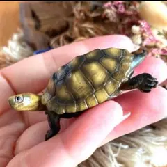 Item thumbnail for item 3ff0750c-ce17-40fe-9276-8bfcbeaedf22