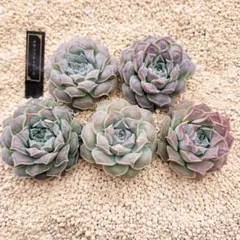 ①　韓国苗メキシコティアーズ5個セット✨多肉植物　エケベリア　詰め合わせ