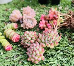 多肉植物　パミールローズ錦 サンゴジュ錦抜き苗 銭串錦　花火 20苗前後セット