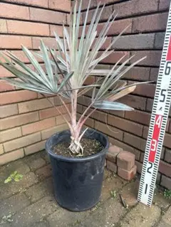 2026年最新】ユッカ ロストラータの人気アイテム - メルカリ