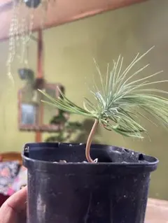 ピニョン松のサムネイル