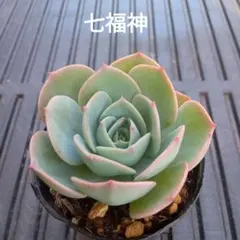 多肉植物 ラブリーローズ 抜き苗 - メルカリ