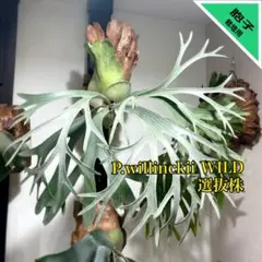 ビカクシダ willinckii Mix Smurf/Moonlight/Nang Nual Mix Spore Selected Smurf / Moonlight / Nang Nual #botanical